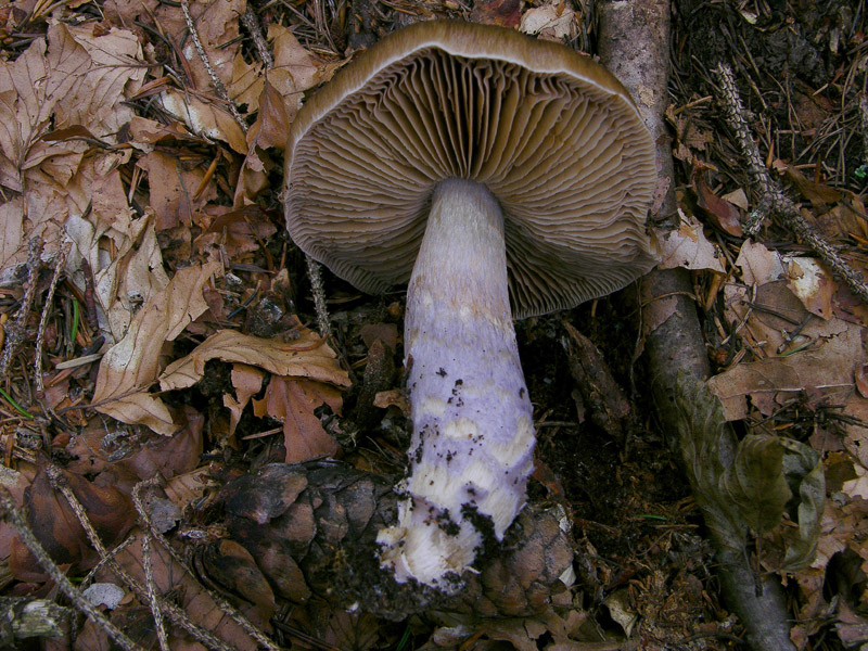 Cortinarius subelatior Bidaud,Moenne-Locc. & Reumax ?